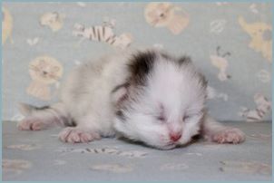 Female Siberian Kitten from Deedlebug Siberians